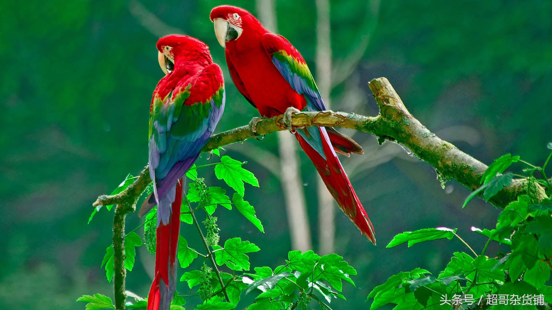 鹦鹉太容易受惊怎么了,血的教训极其深刻