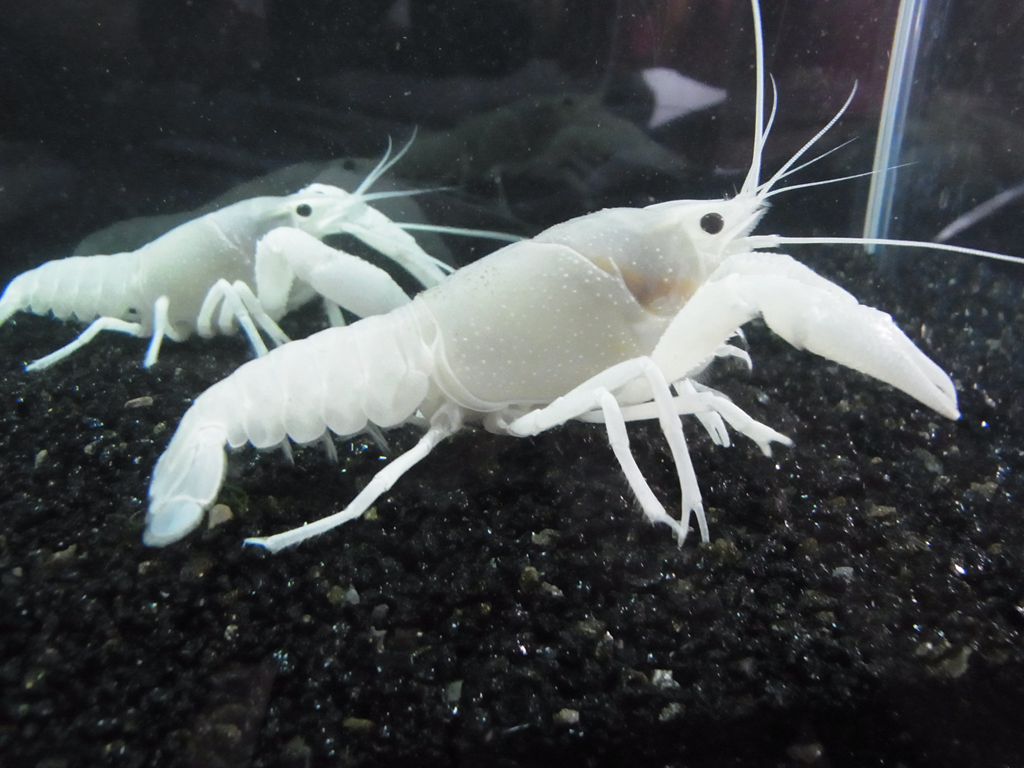 家庭养虾有成功的吗,家庭养观赏虾视频