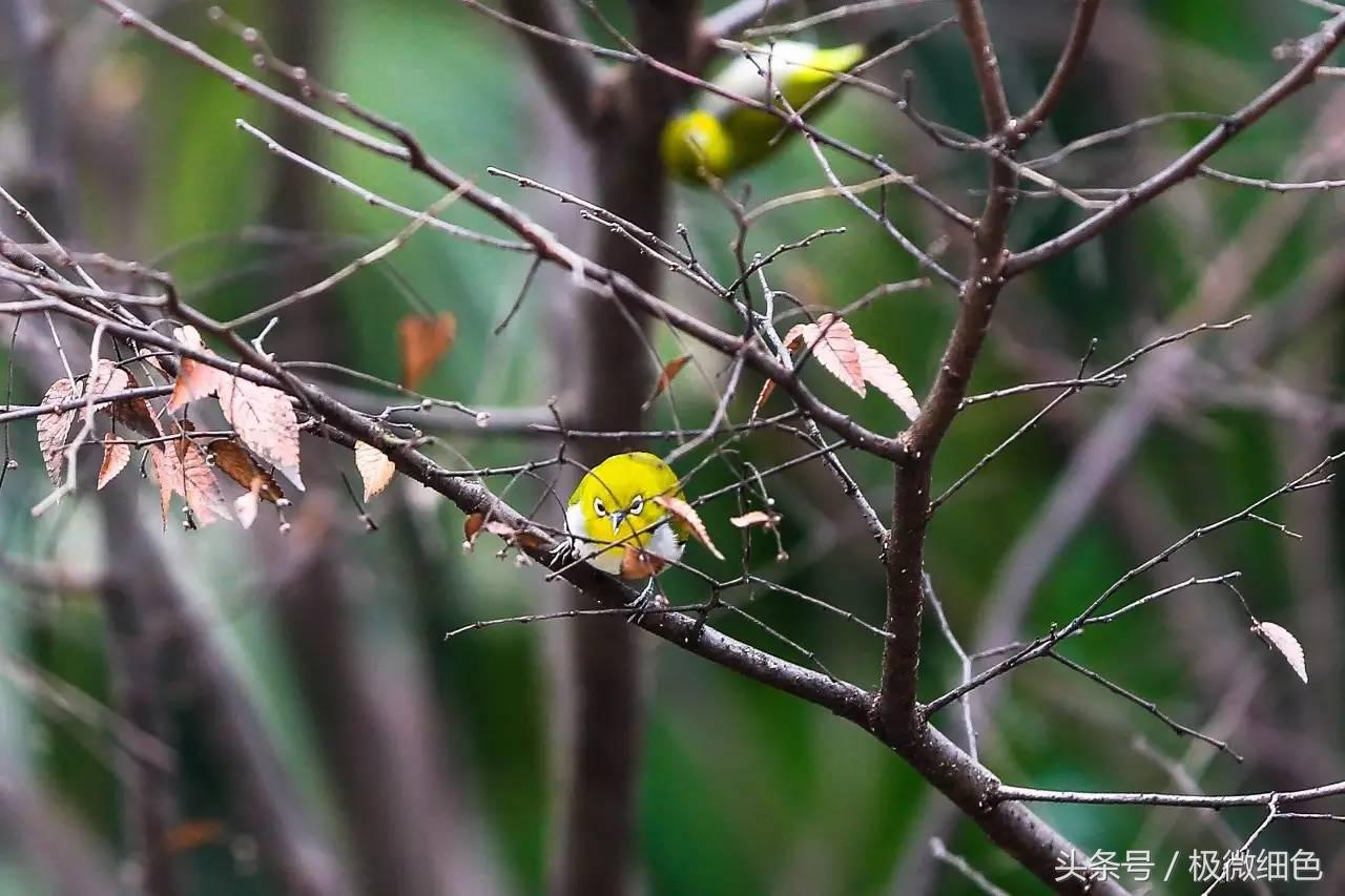 微信群发拜年祝福语怎么发,微信拜年群发