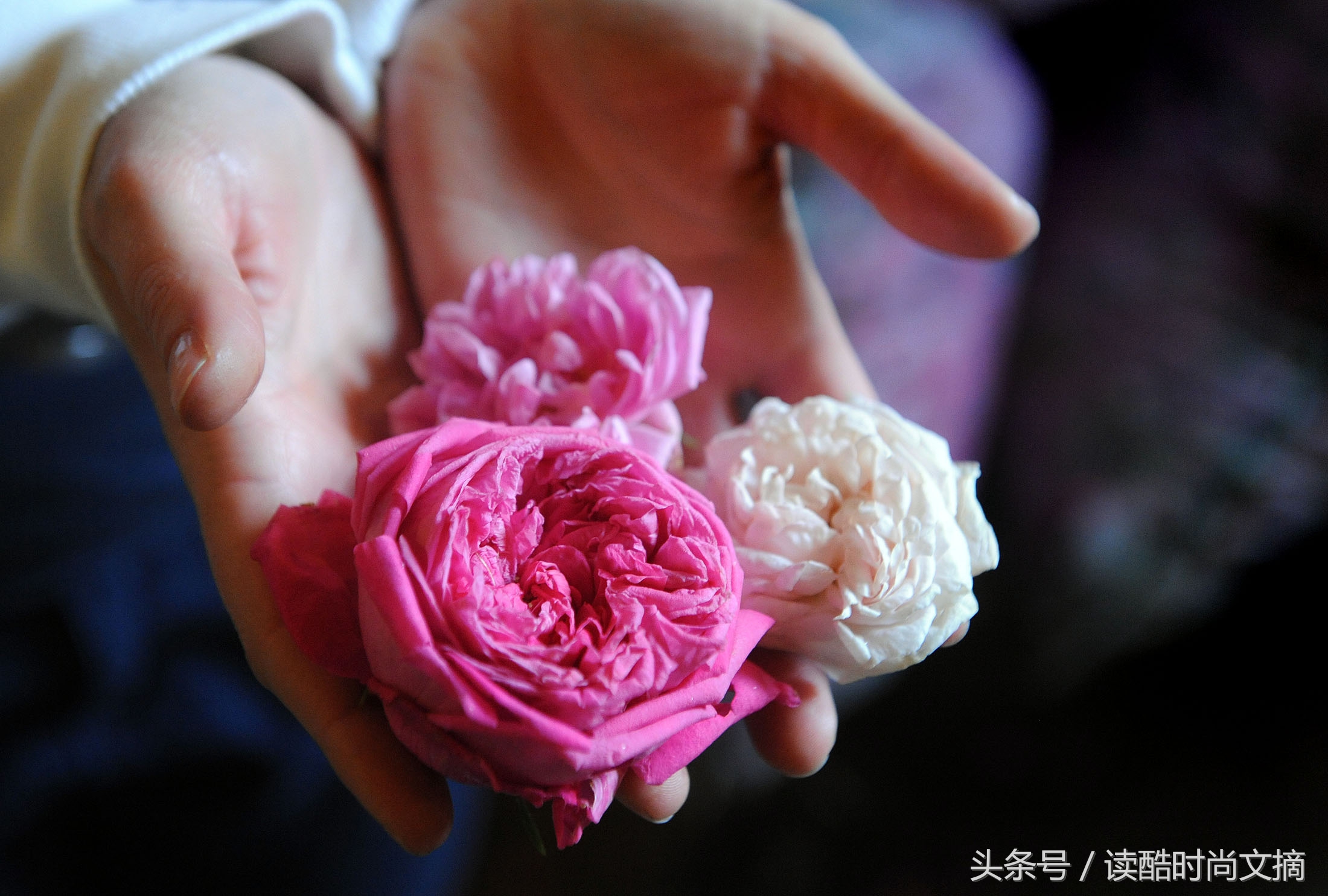 世界上有多少种玫瑰,世界上有五千多朵一模一样的玫瑰