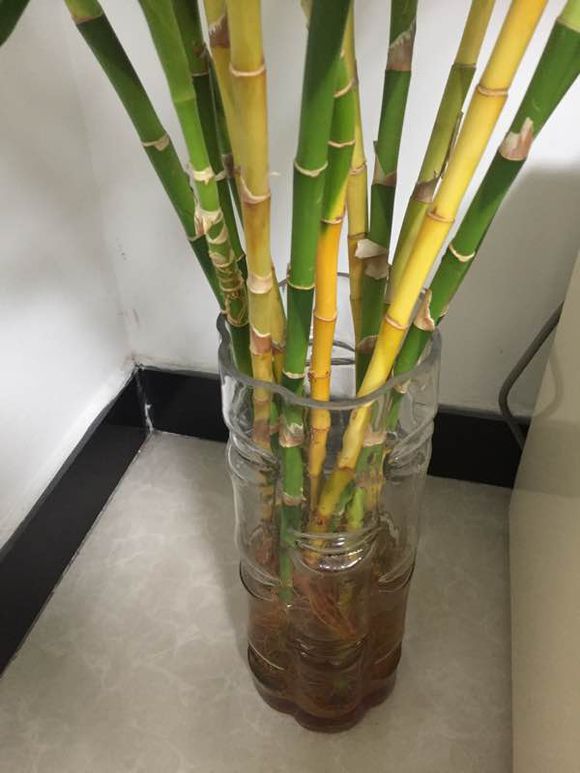 家里养的富贵竹叶子黄了怎么办,家里种的富贵竹叶子黄了怎么办