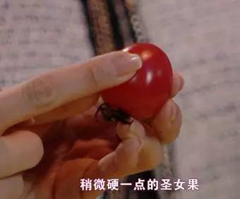 小圣女果和大圣女果区别,小番茄和圣女果哪个好吃