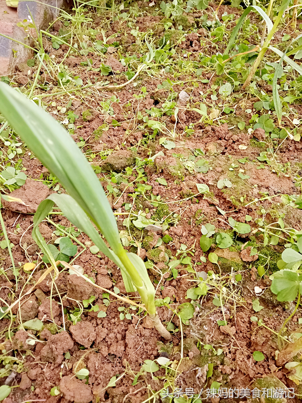 住一楼带花园的优缺点,住一楼带露台的房子真实感受