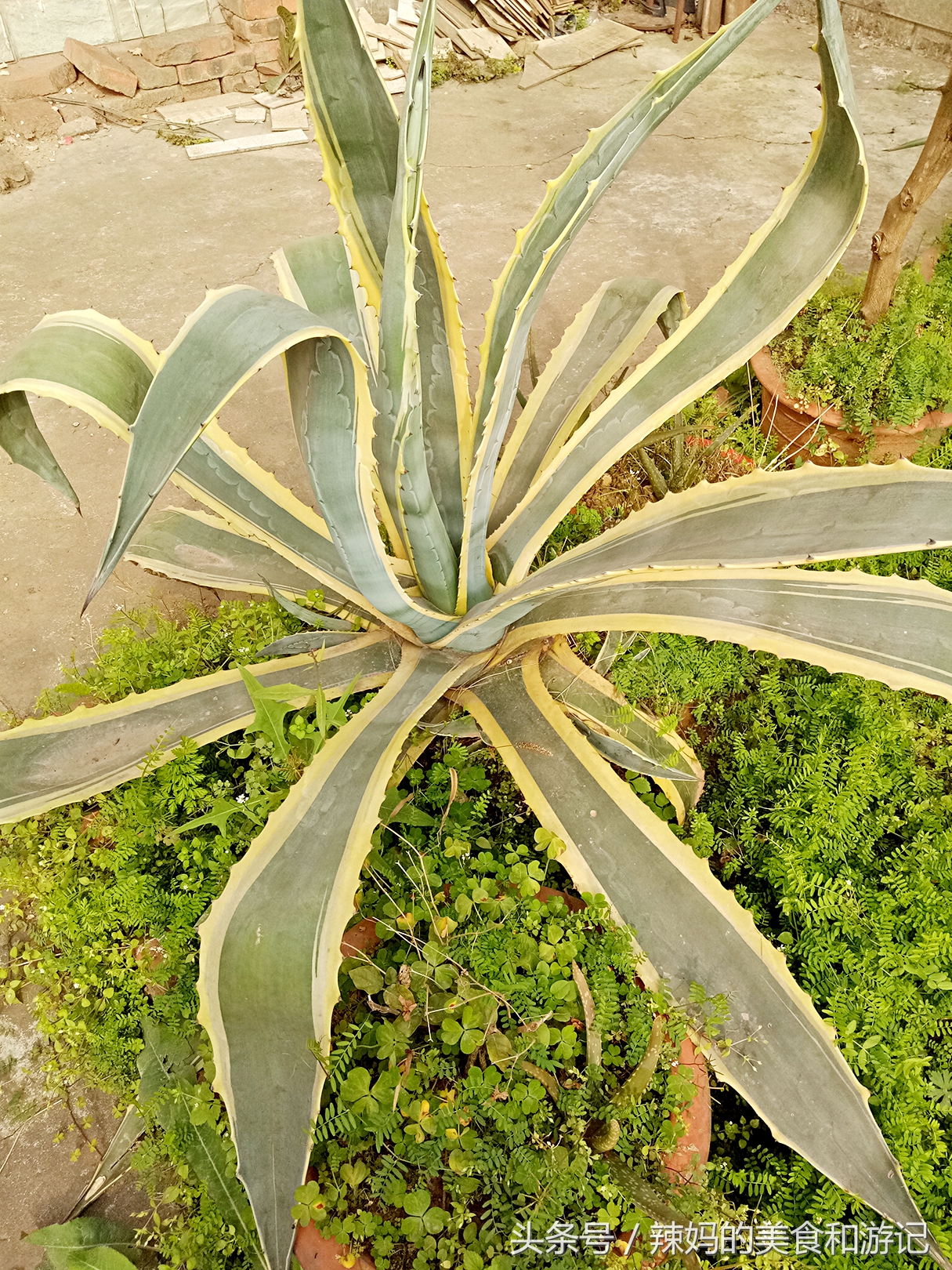 住一楼带花园的优缺点,住一楼带露台的房子真实感受