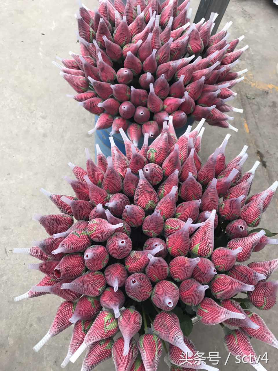 玫瑰价格今日行情,最近玫瑰还会涨价吗