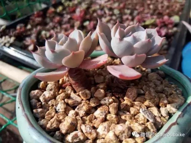 效果感人的多肉对比：终于等到你，还好我没放弃！