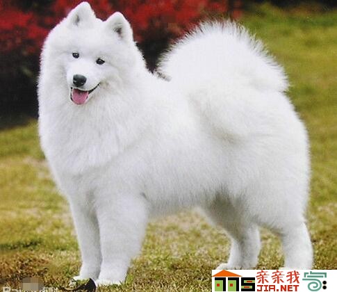 纯黑狗狗品种大全,狗狗品种大全智商排名