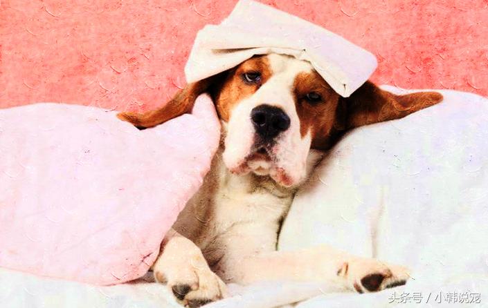 聊聊关于狗狗绝育的那些事儿