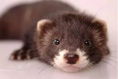 黑貂权志龙,权志龙穿黑貂演唱会