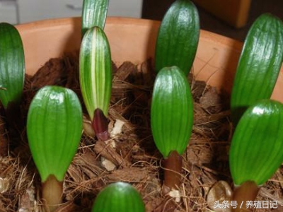 养了很多年的君子兰为什么不开花,如果你的君子兰养了几年都不开花