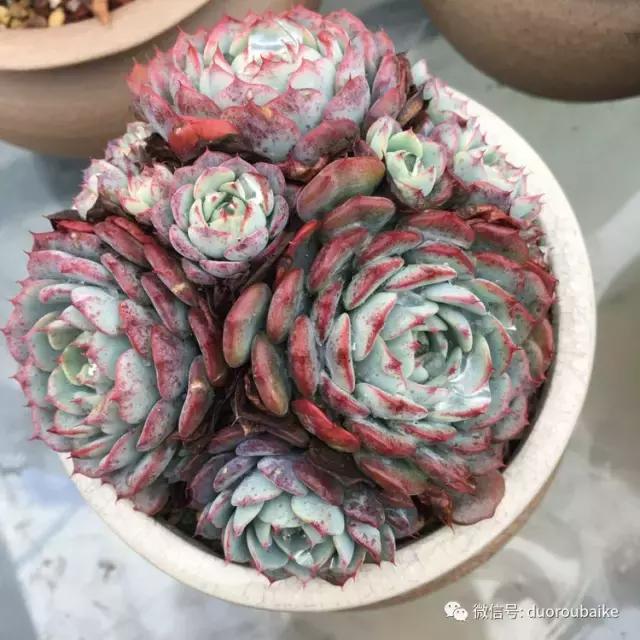 多肉是黯淡生活里的良药,多肉是解决烦恼和疲惫的良药