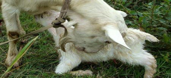 母羊被杀小羊找母亲,母羊被杀小羊下跪