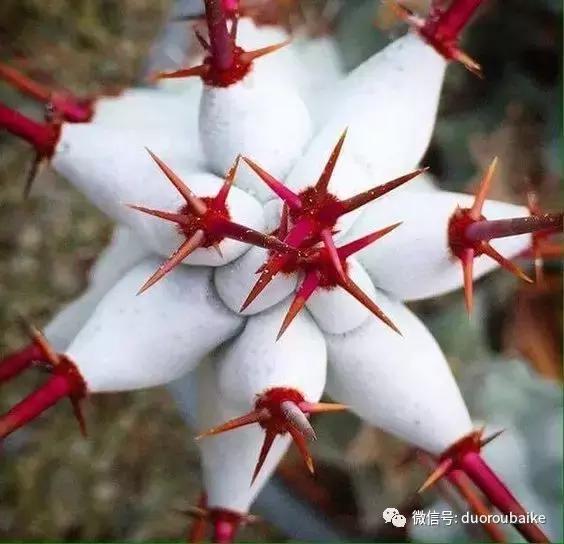 沙子可以种多肉吗,你还在用营养土种多肉吗