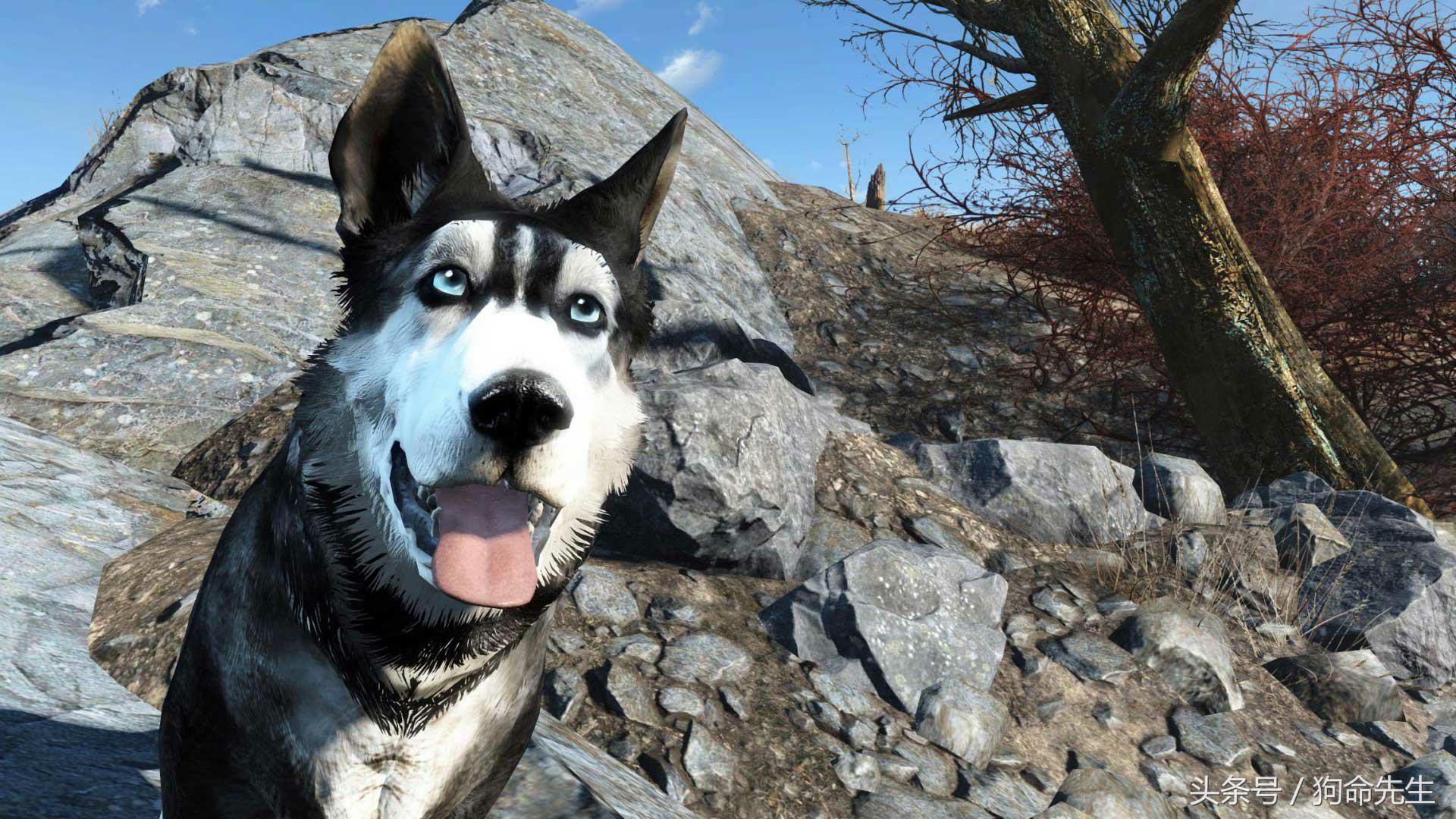 养哈士奇的正确方法,二货哈士奇都知道怎么养的吗