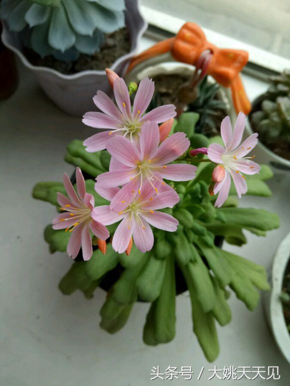 看完这些再决定要不要养猫吧,学会这几招还怕风信子养不活