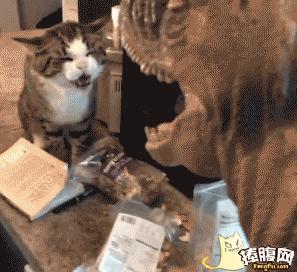 泰迪喝醉了怎么办,泰迪喝酒喝醉了