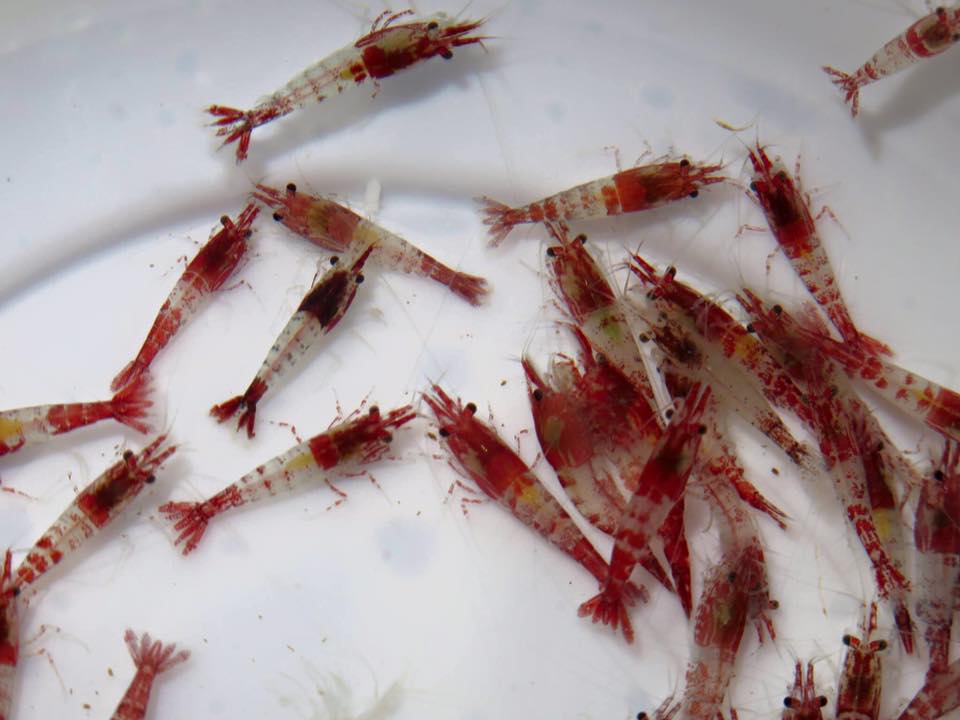 家庭观赏虾品种,家养观赏虾