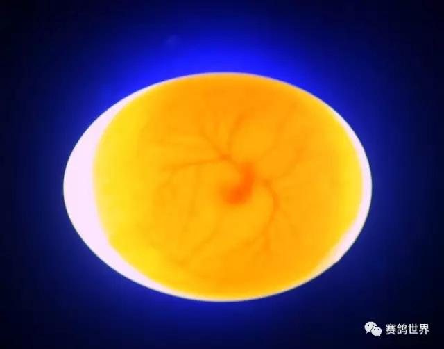 鸽蛋孵化17天有啥变化,鸽蛋孵化教程视频