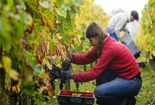 澳洲whv签证2016有几批,whv签证如何在澳洲进行短期学习