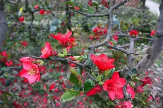 鑺辨捣閲嶇鏉ヨ,鑺辨捣鏉ヨ