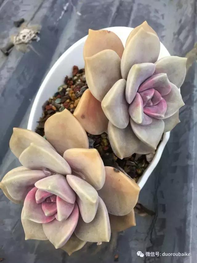 多肉是黯淡生活里的良药,多肉是解决烦恼和疲惫的良药