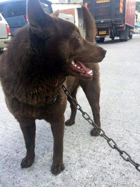 棕色中华田园犬长大的样子,深棕色中华田园犬