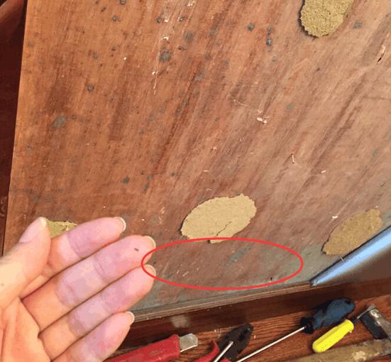 软包背景墙里面发霉怎么办,软包背景墙生虫子了怎么办