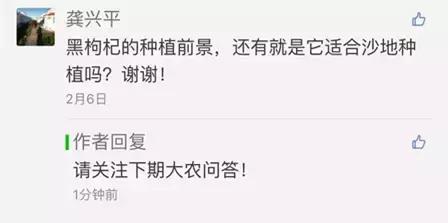 黑枸杞你知道怎么吃比较好,黑枸杞怎样种