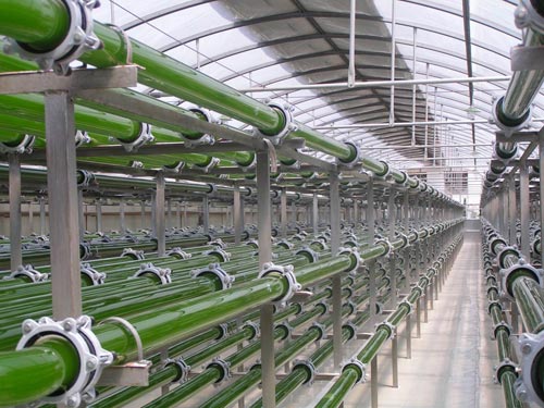 以色列的黄瓜好吃吗 (天天吃以色列黄瓜)