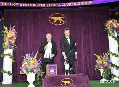 德牧登顶！BIS视频！世界第一犬展2017西敏寺赛果总汇