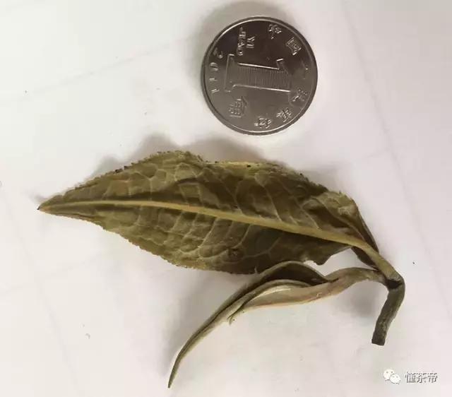 云南碧螺春怎么泡最好,云南怎么产碧螺春