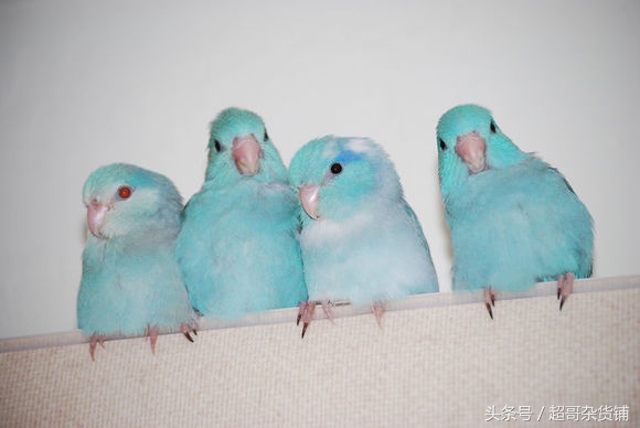 鹦鹉太容易受惊怎么了,血的教训极其深刻