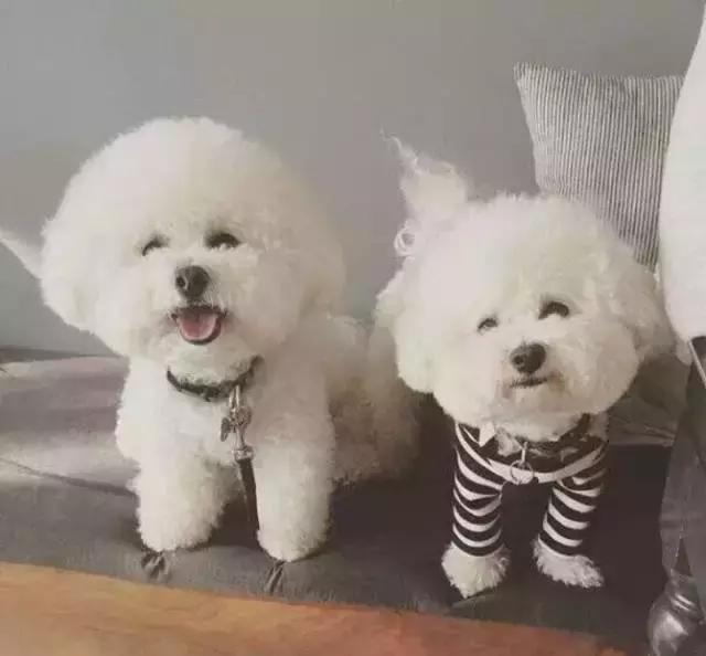 伟大的比赛塔图姆,伟大的比赛是什么梗