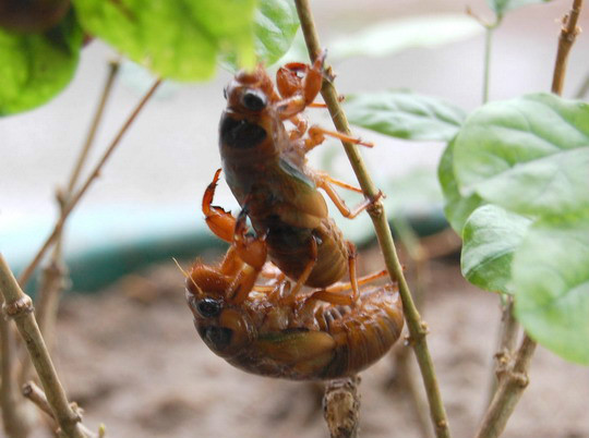 河北宁晋:捉老爬叉吃假货,老孩子头儿投鞋底楼儿