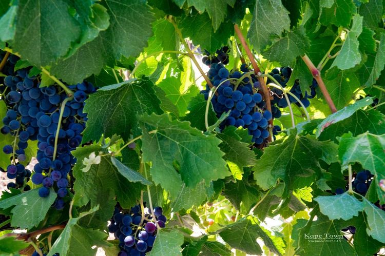 走进彩虹之国感受南非独特之美,彩虹之国南非