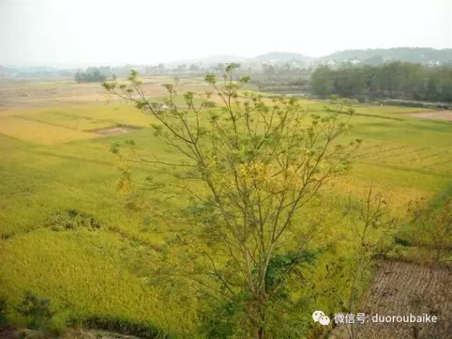 雪地里妈妈种的漂亮多肉,女儿种的多肉