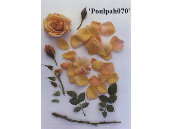 杜蕾斯2019情人节,杜蕾斯特权情人节