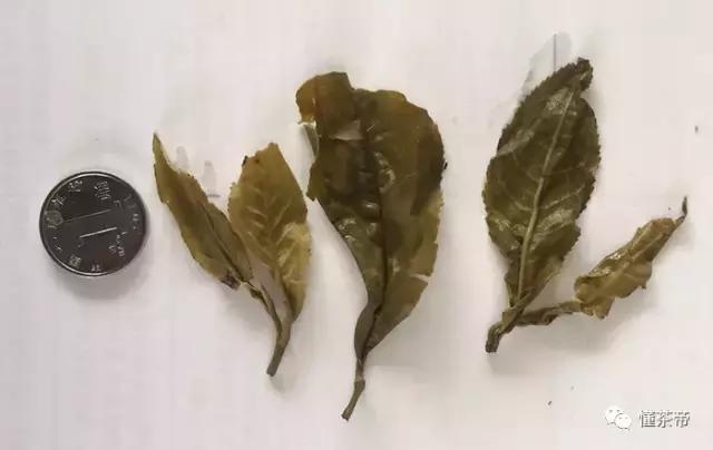 云南碧螺春怎么泡最好,云南怎么产碧螺春