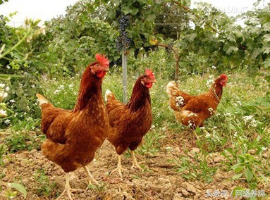 如何散养土鸡才赚钱,在农村散养鸡有利润吗