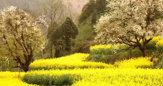 2018汉中油菜花旅游攻略,2024汉中油菜花自驾游攻略