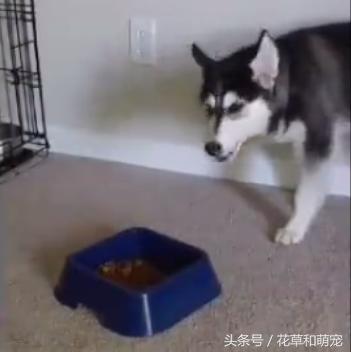 哈士奇不吃狗粮,还骂骂咧咧想掀翻狗盆,二哈真是有脾气