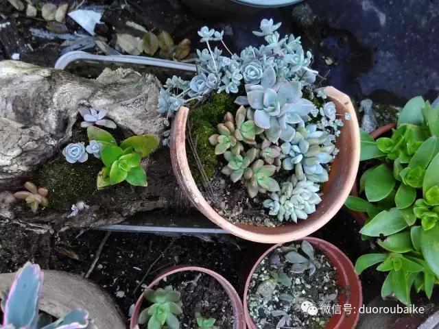 青苔覆盖多肉,青苔和多肉和平共处