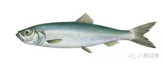 世界上最难吃的食物鲱鱼罐头评论,世界上最臭的鱼鲱鱼