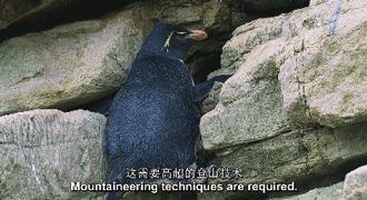 豆瓣9.7的企鹅版《无间道》，上演最萌版「原配撕小三」！