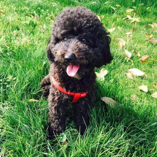 长沙宠物蜥蜴品种有哪些,别人家养的宠物蜥蜴食肉动物