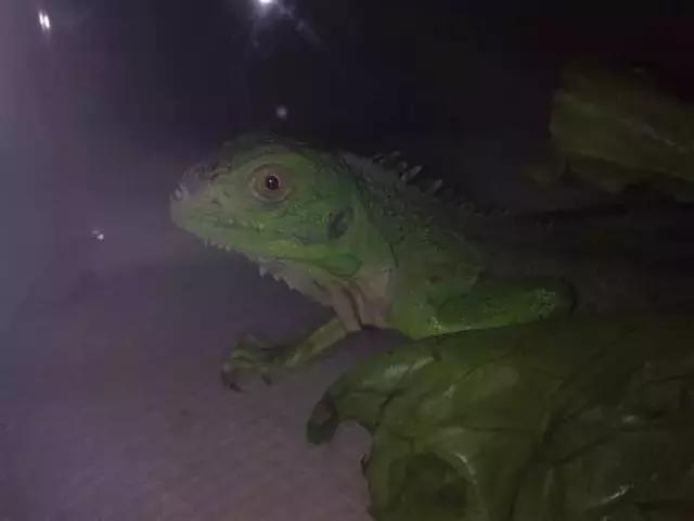 长沙宠物蜥蜴品种有哪些,别人家养的宠物蜥蜴食肉动物