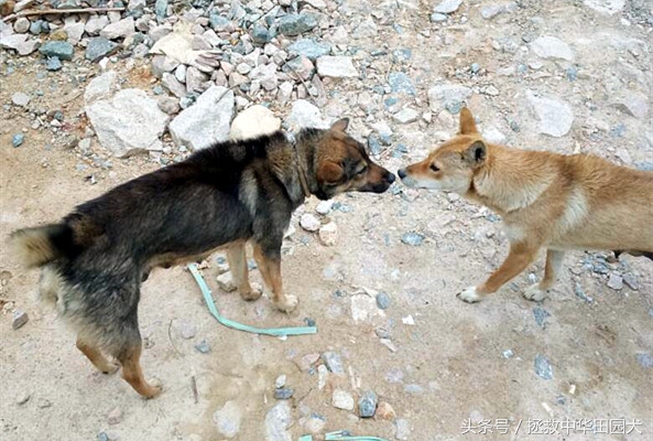 中华田园犬与东北笨狗一样吗,福建正宗中华田园犬