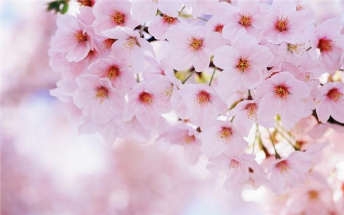 本命年真的要穿一身红吗,本命年穿红是从什么时候开始穿