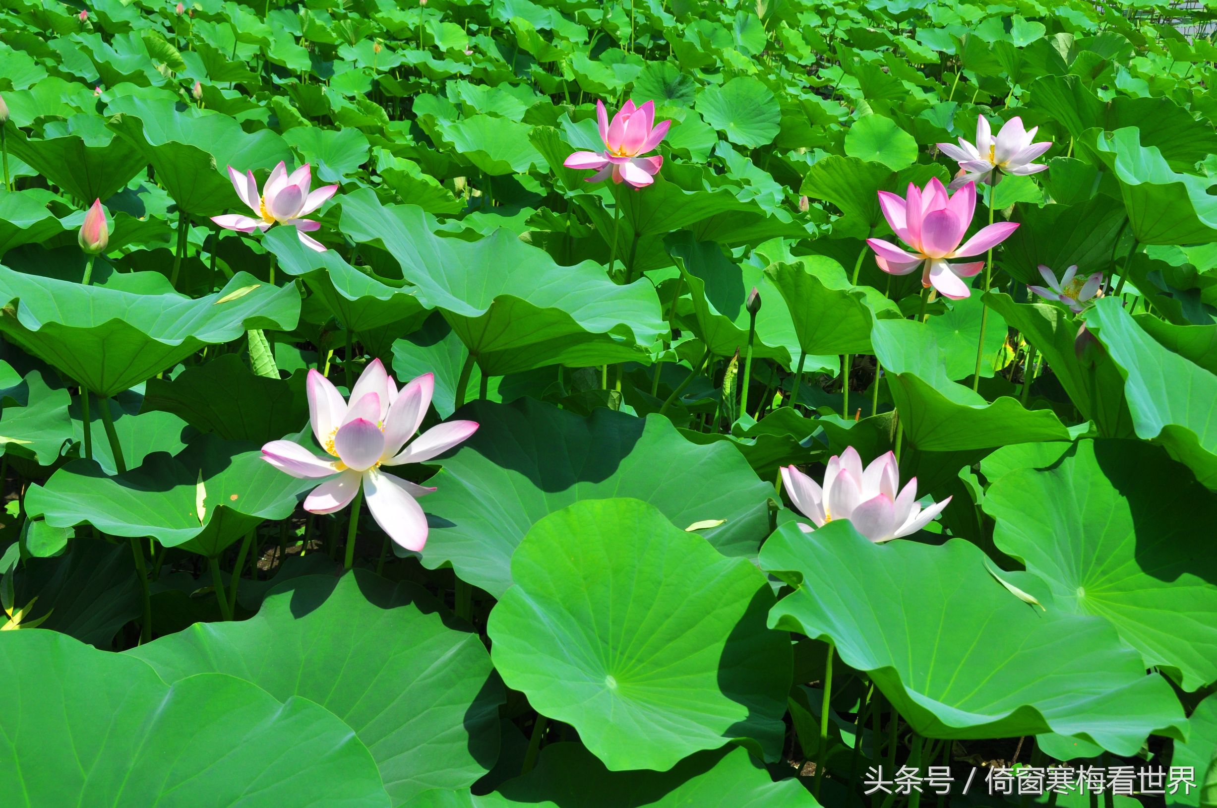 以莲花为名的景点,北京莲花池公园里有莲花亭吗