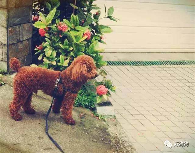 一只贵宾狗,一只贵宾犬